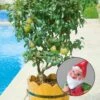 Kölle Bio Zwergbirne 'Garden Pearl® Pyvert', Topf 7,5 Liter 2 Kölle Bio Zwergbirne 'Garden Pearl® Pyvert', Topf 7,5 Liter -Gartengeschäft Im Freien 0480670047 Zwergbirne Garden Pearl Sta 40 Co 7lt 1 62175
