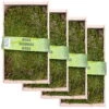 Waldmoos In Der Holzkiste, Ca. 25x13x7 Cm, 4er-Set -Gartengeschäft Im Freien 0661100072 Waldmoos in Platten in Holzkiste klein 1 81770