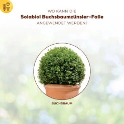 Solabiol Buchsbaumzünsler-Falle, Ausreichend Für Bis Zu 180 M² -Gartengeschäft Im Freien 0950200723 Buchsbaumzuensler Falle fuer bis zu 180qm Flaeche 4 107233