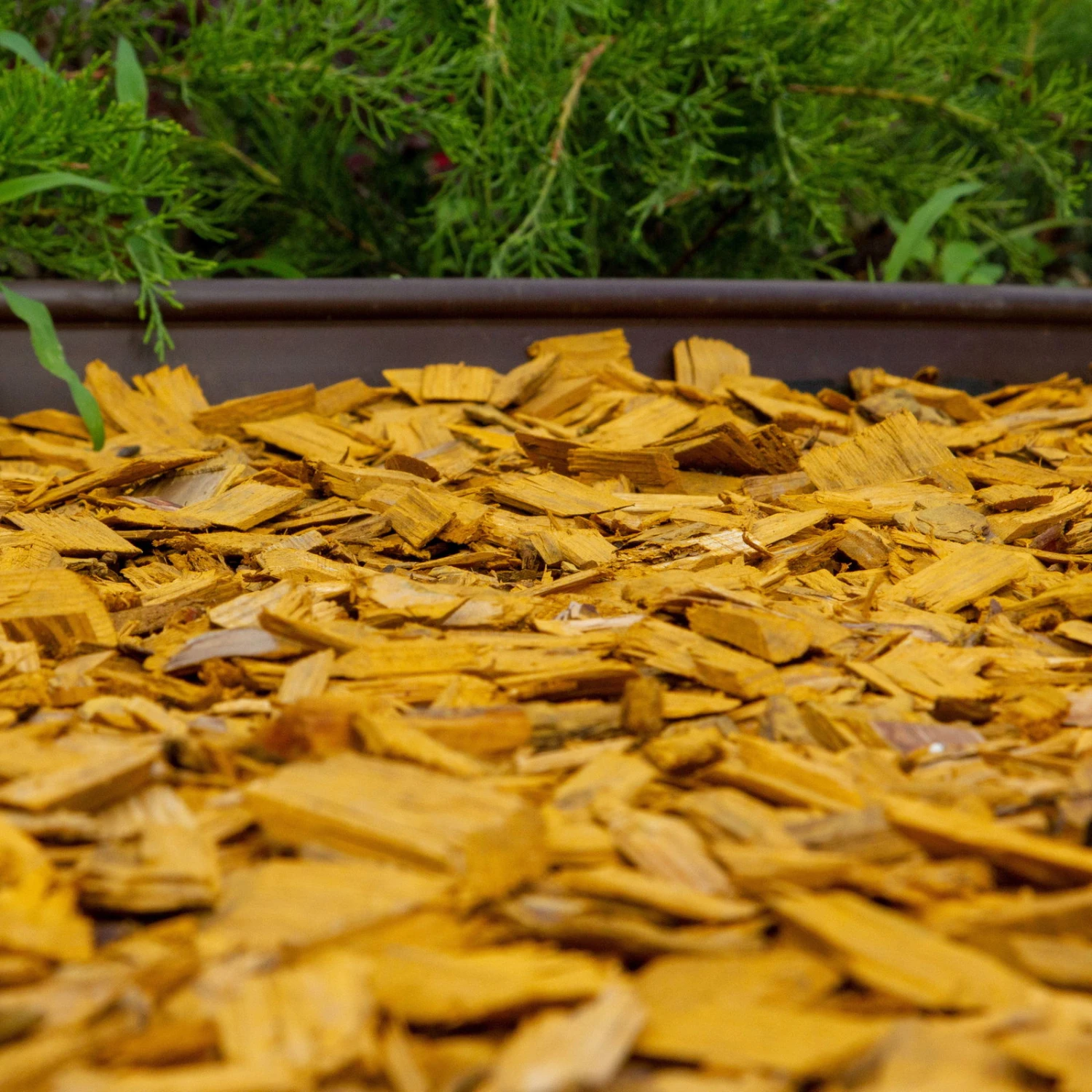 Plantop Dekormulch Goldgelb, 1950 L Gesamt, 39 Sack á 50 Liter 4 Plantop Dekormulch Goldgelb, 1950 L Gesamt, 39 Sack á 50 Liter – Bild 2