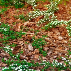 Stauden- & Rosenmulch, 2880l, 48 Sack à 60l -Gartengeschäft Im Freien 0960 rindenmulch 1 125175