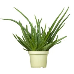 Bio Aloe 'Sweet', Topf-Ø 12 Cm, 2er-Set -Gartengeschäft Im Freien 1610200312 Blu Bio Aloe vera Sweet 2er Set 1 109456