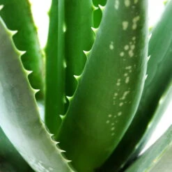 Bio Aloe 'Sweet', Topf-Ø 12 Cm, 2er-Set -Gartengeschäft Im Freien 1610200312 Blu Bio Aloe vera Sweet 2er Set 2 109458
