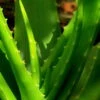 Bio Aloe 'Sweet', Topf-Ø 12 Cm, 2er-Set -Gartengeschäft Im Freien 1610200312 Blu Bio Aloe vera Sweet 2er Set 3 109457