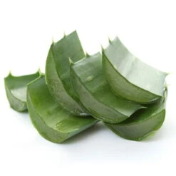 Bio Aloe 'Sweet', Topf-Ø 12 Cm, 2er-Set -Gartengeschäft Im Freien 1610200312 Blu Bio Aloe vera Sweet 2er Set 4 109459