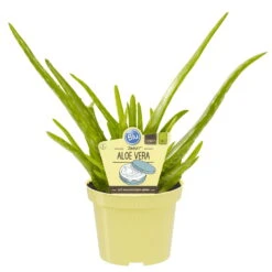 Bio Aloe 'Sweet', Topf-Ø 12 Cm, 2er-Set -Gartengeschäft Im Freien 1610200312 Blu Bio Aloe vera Sweet 2er Set 5 109455