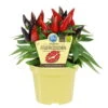 Bio Chili 'Feuerküsschen', Scharf, Topf-Ø 12 Cm, 3er-Set -Gartengeschäft Im Freien 1620330091 Blu Bio Feuerkuesschen 3er Set 2 109472