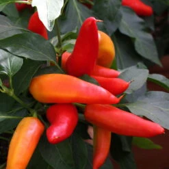 Blu Bio Snack-Chili, Mittelscharf, Topf-Ø 12 Cm, 3er-Set -Gartengeschäft Im Freien 1620330094 Blu Bio Snack Chilli mittelscharf 3er Set 4 109488