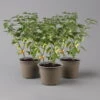 Blu Bio Chilipflanze Tropfen-Chili, Topf-Ø 15 Cm, 3er Set 2 Blu Bio Chilipflanze Tropfen-Chili, Topf-Ø 15 Cm, 3er Set -Gartengeschäft Im Freien 1620330114 Blu Bio Tropfen Chili T12 3er Set mild bis leichte Schaerfe 124227