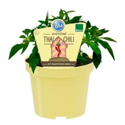 Blu Bio Chili 'Thai Chili F1', Topf-Ø 15 Cm, 3er Set -Gartengeschäft Im Freien 1620330133 Blu Bio Thai Chili T15 3er Set mit Fruechte 1 124312