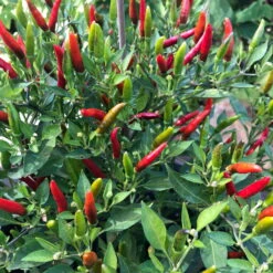 Blu Bio Chili 'Thai Chili F1', Topf-Ø 15 Cm, 3er Set -Gartengeschäft Im Freien 1620330133 Blu Bio Thai Chili T15 3er Set mit Fruechte 2 124314