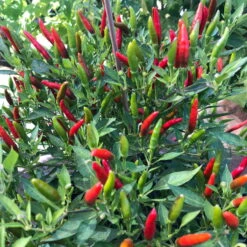 Blu Bio Chili 'Thai Chili F1', Topf-Ø 15 Cm, 3er Set -Gartengeschäft Im Freien 1620330133 Blu Bio Thai Chili T15 3er Set mit Fruechte 3 124313