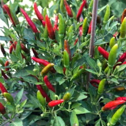 Blu Bio Chili 'Thai Chili F1', Topf-Ø 15 Cm, 3er Set -Gartengeschäft Im Freien 1620330133 Blu Bio Thai Chili T15 3er Set mit Fruechte 4 124318