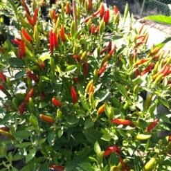 Blu Bio Chili 'Thai Chili F1', Topf-Ø 15 Cm, 3er Set -Gartengeschäft Im Freien 1620330133 Blu Bio Thai Chili T15 3er Set mit Fruechte 7 124317