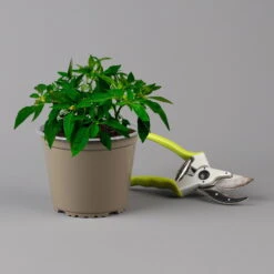 Blu Bio Chili 'Thai Chili F1', Topf-Ø 15 Cm, 3er Set -Gartengeschäft Im Freien 1620330133 Blu Bio Thai Chili T15 3er Set mit Fruechte 124315