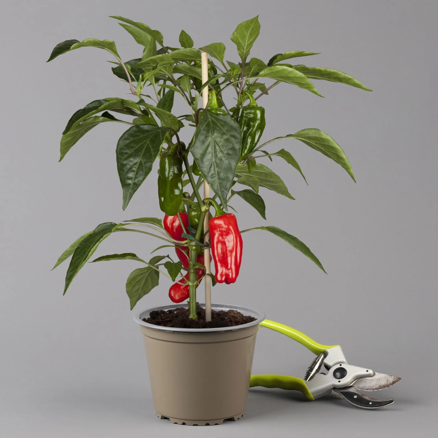 Blu Bio Snack-Paprika 'Paragon F1', Topf-Ø 15 Cm, 3er Set 4 Blu Bio Snack-Paprika 'Paragon F1', Topf-Ø 15 Cm, 3er Set – Bild 2