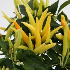 Blu Bio Paprikapflanze 'Paprikaños', Topf-Ø 15 Cm, 3er Set 11 Blu Bio Paprikapflanze 'Paprikaños', Topf-Ø 15 Cm, 3er Set -Gartengeschäft Im Freien 1620330135 Blu Bio Paprikanos T15 3er Set mit Fruechte 3 124323