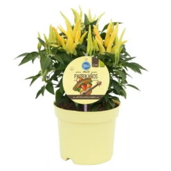 Blu Bio Paprikapflanze 'Paprikaños', Topf-Ø 15 Cm, 3er Set 10 Blu Bio Paprikapflanze 'Paprikaños', Topf-Ø 15 Cm, 3er Set -Gartengeschäft Im Freien 1620330135 Blu Bio Paprikanos T15 3er Set mit Fruechte 4 124322