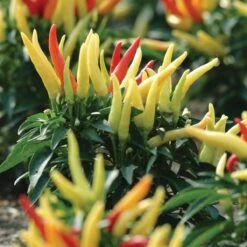 Blu Bio Paprikapflanze 'Paprikaños', Topf-Ø 15 Cm, 3er Set 13 Blu Bio Paprikapflanze 'Paprikaños', Topf-Ø 15 Cm, 3er Set -Gartengeschäft Im Freien 1620330135 Blu Bio Paprikanos T15 3er Set mit Fruechte 5 124325