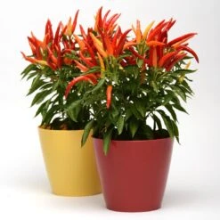 Blu Bio Paprikapflanze 'Paprikaños', Topf-Ø 15 Cm, 3er Set 12 Blu Bio Paprikapflanze 'Paprikaños', Topf-Ø 15 Cm, 3er Set -Gartengeschäft Im Freien 1620330135 Blu Bio Paprikanos T15 3er Set mit Fruechte 6 124324