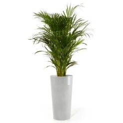 Pflanzgefäß 'Amsterdam Midi', Weißgrau -Gartengeschäft Im Freien 3210104147 pflanzgefaess amsterdam high 2 117457