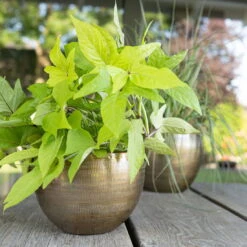 Pflanzgefäß 'Rowen', Gold, Ø 22 X H 17 Cm -Gartengeschäft Im Freien 3210801609 Pflanzgefaess Rowen gold D 22 x H 17 cm 2 114968