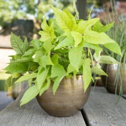 Pflanzgefäß 'Rowen', Gold, Ø 22 X H 17 Cm -Gartengeschäft Im Freien 3210801609 Pflanzgefaess Rowen gold D 22 x H 17 cm 3 114967