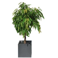 Pflanztrog 'Volcania Dado', Anthrazit, L 39,5 X B 39,5 X H 43,5 Cm -Gartengeschäft Im Freien 3230101084 Pflanztrog Volcania Dado anthrazit 39x39xH43cm 31Ltr4 75426