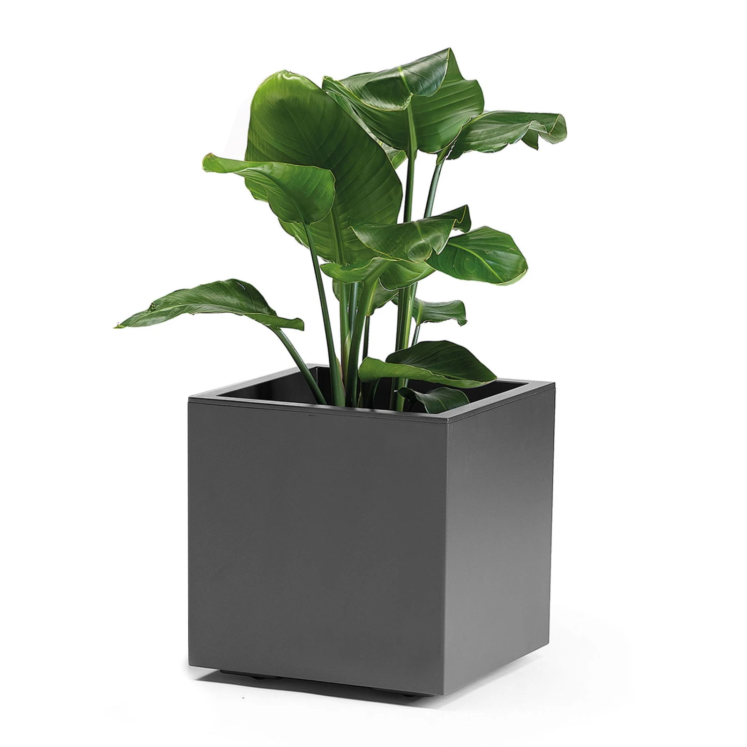 Pflanzkasten 'Kebe', Anthrazit, 35 Liter, 39,5 X 39,5 X 39,5 Cm 3 Pflanzkasten 'Kebe', Anthrazit, 35 Liter, 39,5 X 39,5 X 39,5 Cm