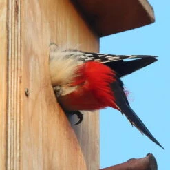 Nistkasten Für Buntspecht Aus Kiefernholz, Ca. 19x23,5x54,5 Cm 5 Nistkasten Für Buntspecht Aus Kiefernholz, Ca. 19x23,5x54,5 Cm -Gartengeschäft Im Freien buntspecht nistkasten zoom 117828