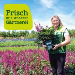 Bio Pampasgras 'Pumila', Topf 5 Liter -Gartengeschäft Im Freien frau setz eigenproduktion 24